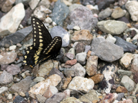 Eastern Black Swallowtail 2125
